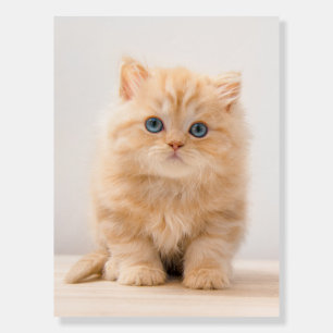 Cutest Baby Animals A British Longhair Kitten Foam Board