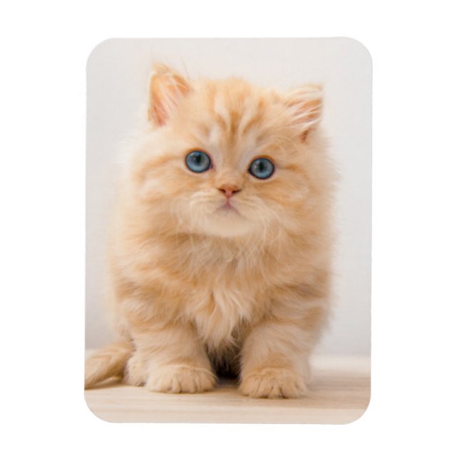 Cutest Baby Animals | A British Longhair Kitten Magnet (Vertical)