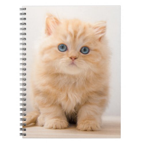 Cutest Baby Animals  A British Longhair Kitten Notebook