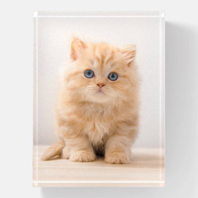 Cutest Baby Animals | A British Longhair Kitten Paperweight (Vertical)