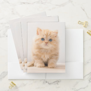 Cutest Baby Animals A British Longhair Kitten Pocket Folder