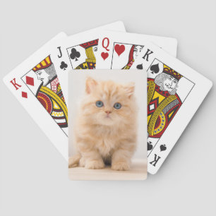 Cutest Baby Animals A British Longhair Kitten Poker Cards