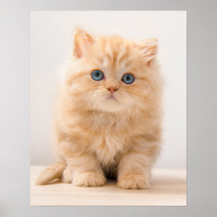 Cutest Baby Animals A British Longhair Kitten Poster