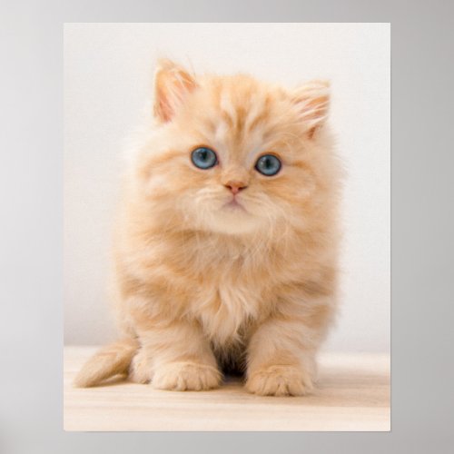 Cutest Baby Animals  A British Longhair Kitten Poster