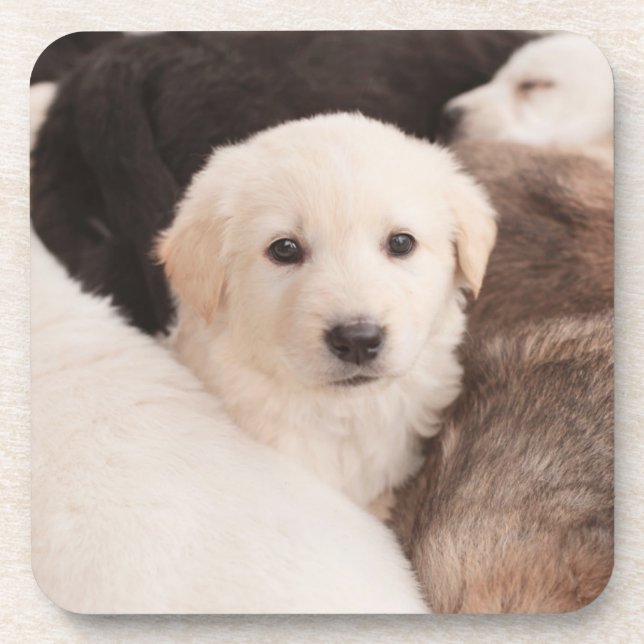 Cutest Baby Animals | A Cute Pile of Puppies Beverage Coaster (Front)
