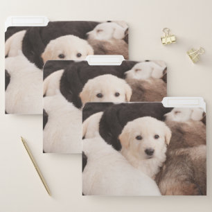 Cutest Baby Animals A Cute Pile of Puppies File Folder