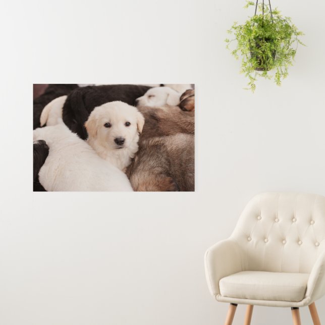 Cutest Baby Animals | A Cute Pile of Puppies Foam Board (In Situ (Wall))