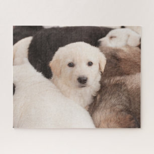 Cutest Baby Animals A Cute Pile of Puppies Jigsaw Puzzle