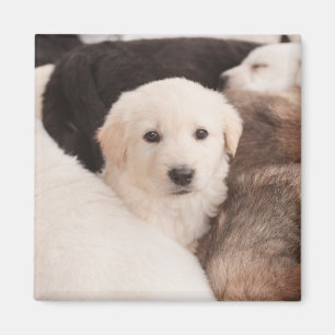Cutest Baby Animals A Cute Pile of Puppies Magnet