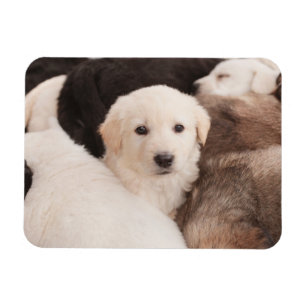 Cutest Baby Animals A Cute Pile of Puppies Magnet