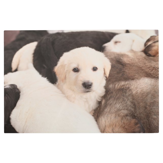 Cutest Baby Animals | A Cute Pile of Puppies Metal Print (Front)