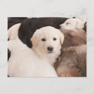 Cutest Baby Animals A Cute Pile of Puppies Postcard