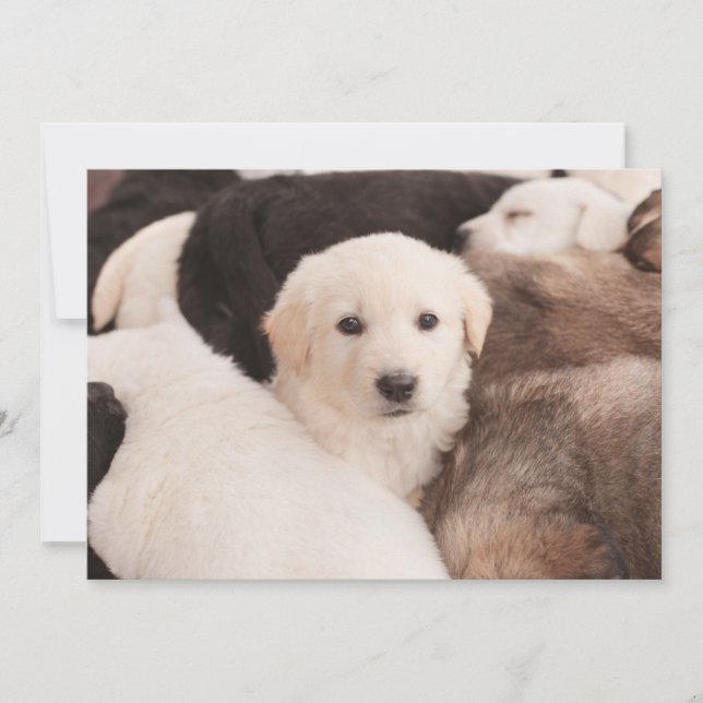 Cutest Baby Animals | A Cute Pile of Puppies Thank You Card (Front)
