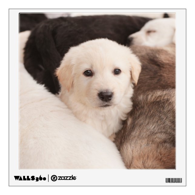 Cutest Baby Animals | A Cute Pile of Puppies Wall Decal (Front)
