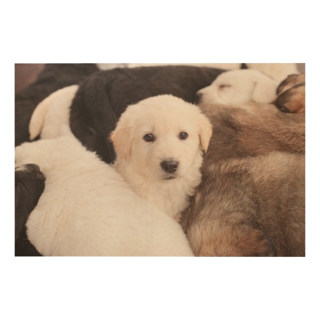 Cutest Baby Animals | A Cute Pile of Puppies Wood Wall Art (Front)