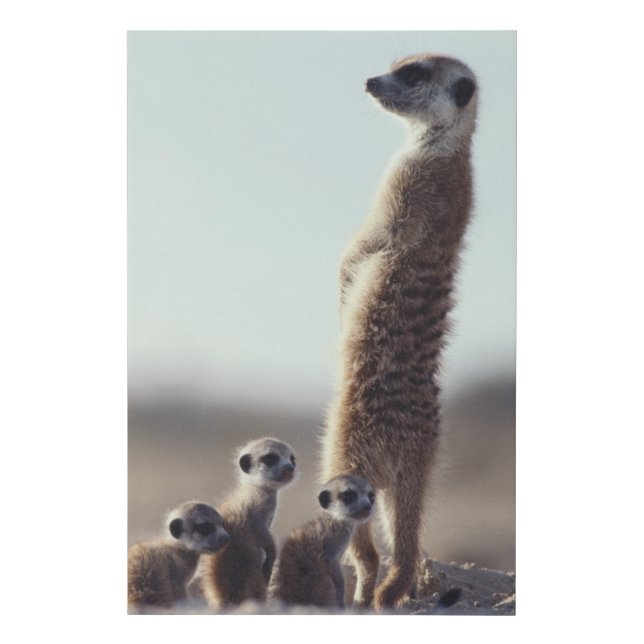 Cutest Baby Animals | A Family of Meerkats Faux Canvas Print (Front)