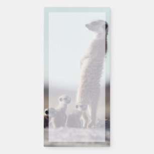 Cutest Baby Animals   A Family of Meerkats Magnetic Notepad