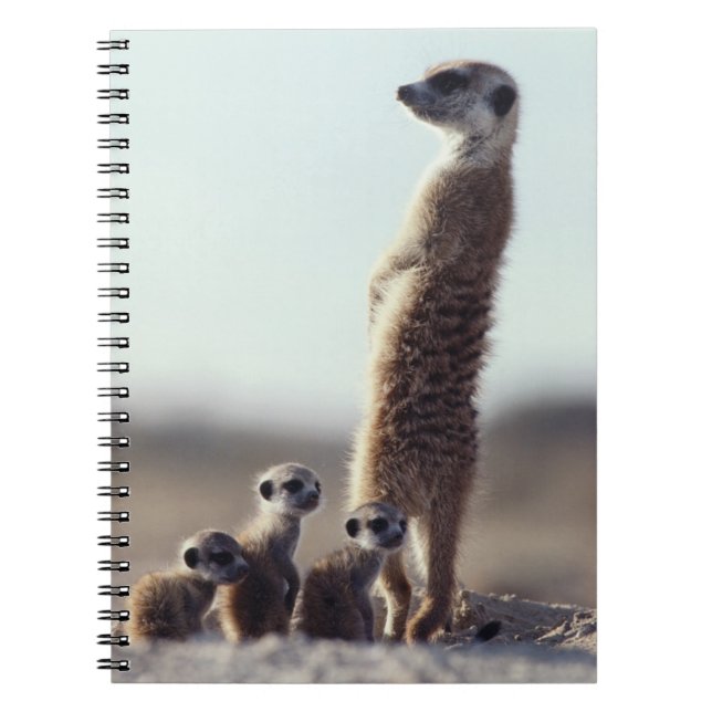 Cutest Baby Animals | A Family of Meerkats Notebook (Front)