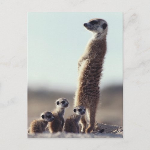 Cutest Baby Animals  A Family of Meerkats Postcard