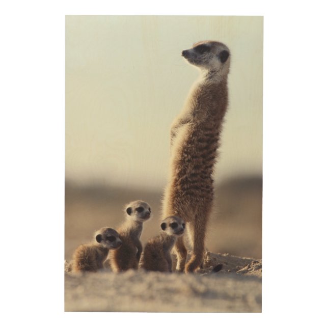Cutest Baby Animals | A Family of Meerkats Wood Wall Art (Front)