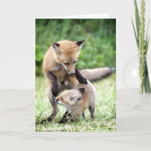 Cutest Baby Animals   Adorable Fox Kit & Mama Card