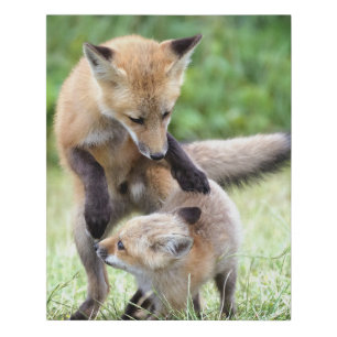 Cutest Baby Animals   Adorable Fox Kit & Mama Faux Canvas Print