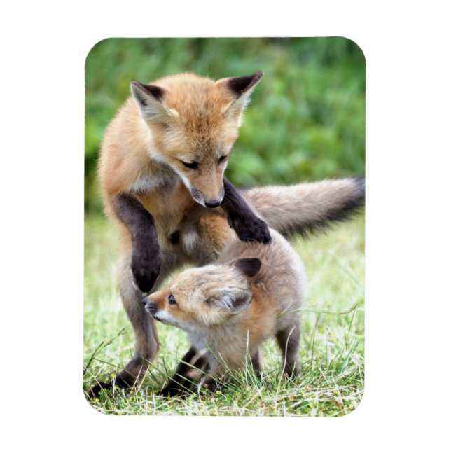 Cutest Baby Animals | Adorable Fox Kit & Mama Magnet (Vertical)