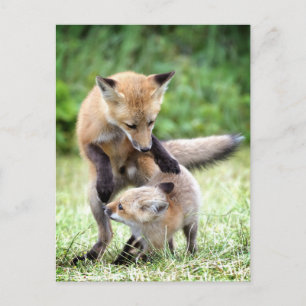 Cutest Baby Animals Adorable Fox Kit & Mama Postcard