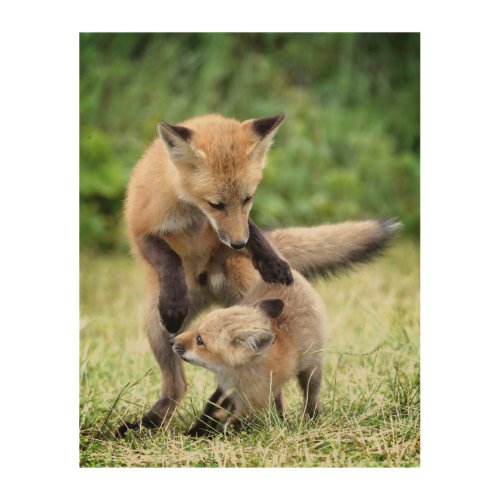 Cutest Baby Animals  Adorable Fox Kit  Mama Wood Wall Art