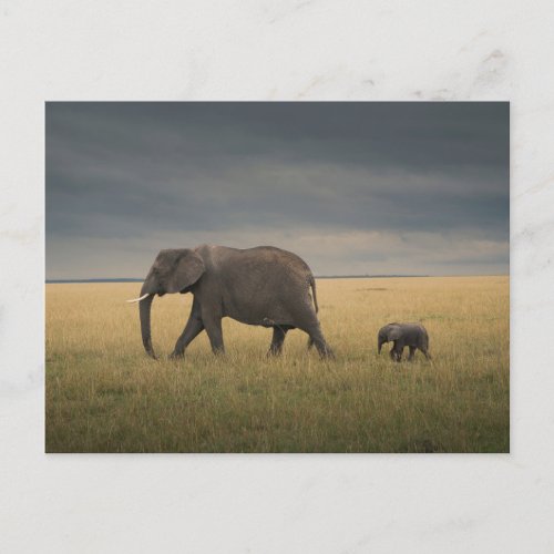 Cutest Baby Animals  African Elephant Family Postcard
