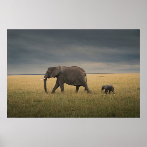 Cutest Baby Animals  African Elephant Family Poster