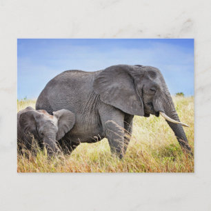 Cutest Baby Animals African Elephant & Mother Postcard
