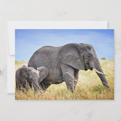 Cutest Baby Animals  African Elephant  Mother Thank You Card