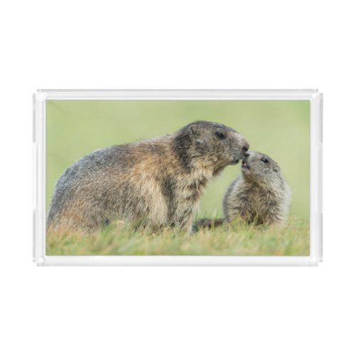 Cutest Baby Animals  Alpine Marmot Family Acrylic Tray