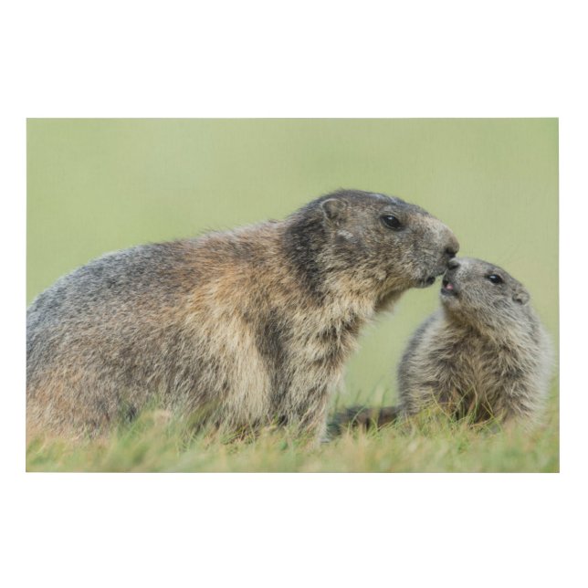 Cutest Baby Animals | Alpine Marmot Family Faux Canvas Print (Front)