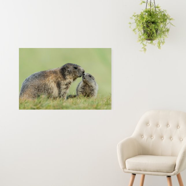 Cutest Baby Animals | Alpine Marmot Family Foam Board (In Situ (Wall))