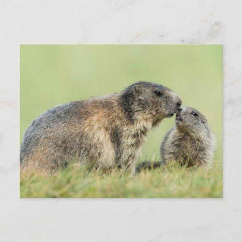 Cutest Baby Animals  Alpine Marmot Family Postcard