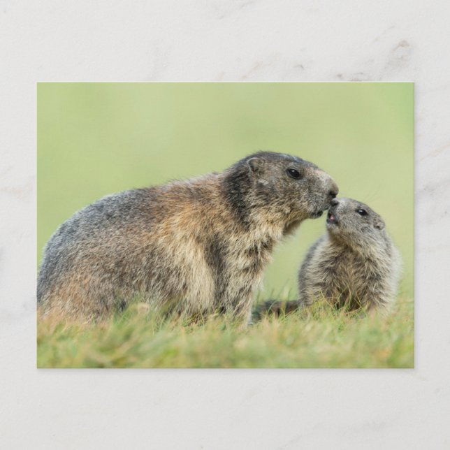 Cutest Baby Animals | Alpine Marmot Family Postcard (Front)