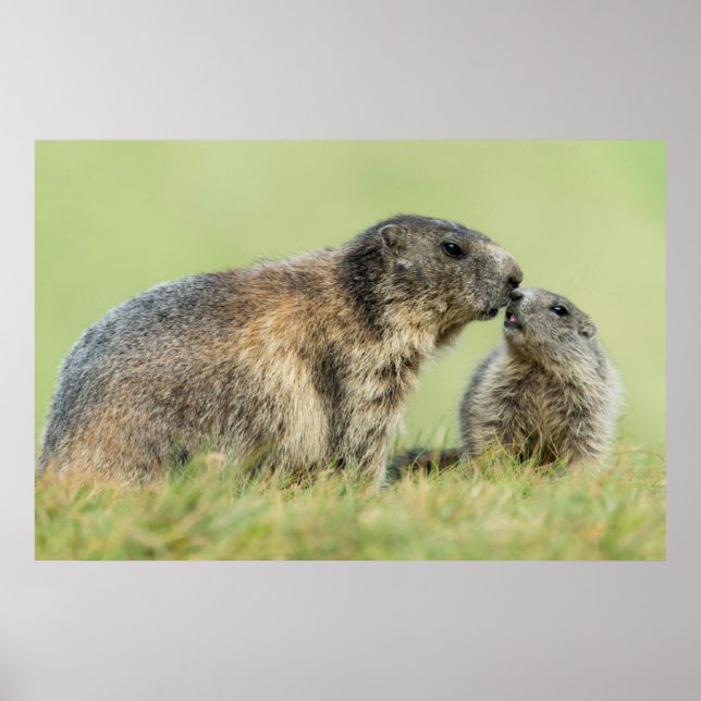Cutest Baby Animals | Alpine Marmot Family Poster (Front)