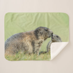 Cutest Baby Animals Alpine Marmot Family Sherpa Blanket