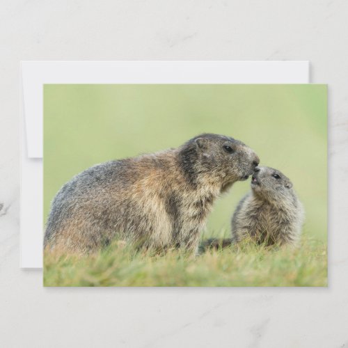 Cutest Baby Animals  Alpine Marmot Family Thank You Card