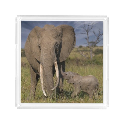 Cutest Baby Animals  Amama Elephant With Baby Acrylic Tray