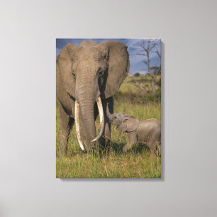 Cutest Baby Animals   Amama Elephant With Baby Canvas Print