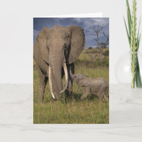 Cutest Baby Animals  Amama Elephant With Baby Card