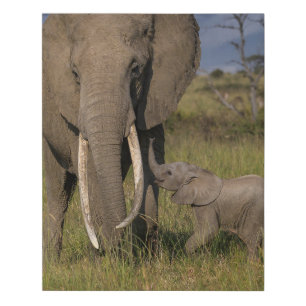 Cutest Baby Animals Amama Elephant With Baby Faux Canvas Print