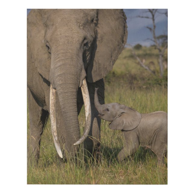 Cutest Baby Animals | Amama Elephant With Baby Faux Canvas Print (Front)