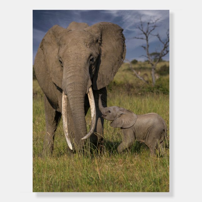 Cutest Baby Animals | Amama Elephant With Baby Foam Board (Front)