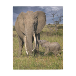 Cutest Baby Animals Amama Elephant With Baby Metal Print
