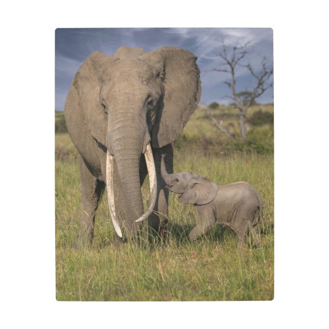 Cutest Baby Animals | Amama Elephant With Baby Metal Print (Front)