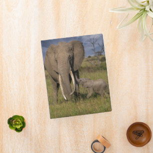 Cutest Baby Animals   Amama Elephant With Baby Mini Binder
